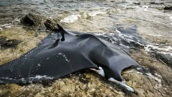 Une raie Mobula de presque trois mètres échouée sur la baie des Paulilles, près de Perpignan - ici