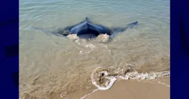 Une raie secourue après s'être échouée sur une plage des Saintes-Maries-de-la-Mer