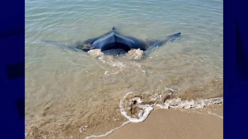 Une raie secourue après s'être échouée sur une plage des Saintes-Maries-de-la-Mer