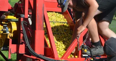 Une saison difficile pour les récoltes de mirabelles en Alsace - ici