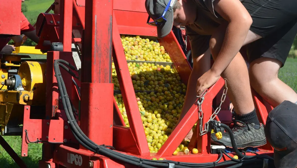 Une saison difficile pour les récoltes de mirabelles en Alsace - ici