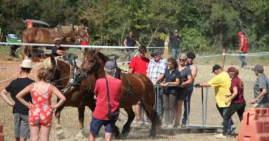 "Une vraie fierté" : des chevaux s'affrontent en Suisse normande, une fête spectaculaire