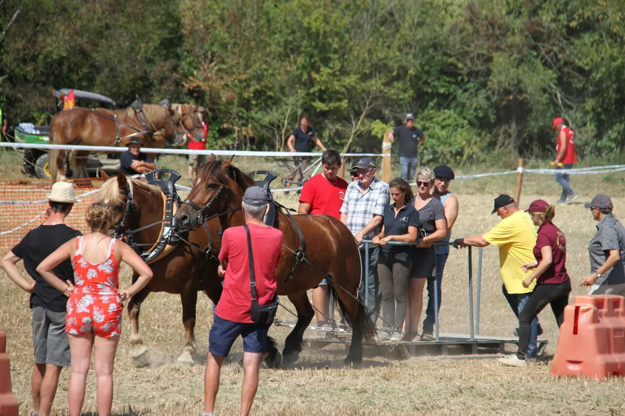 "Une vraie fierté" : des chevaux s'affrontent en Suisse normande, une fête spectaculaire