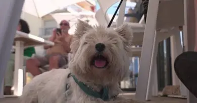 Vacances d'été : les restaurants "dog friendly", un plus pour les touristes, leurs animaux et les commerçants