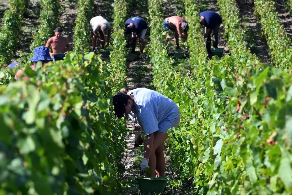 Vendanges 2025 en Champagne : pourquoi les dates diffèrent selon les communes