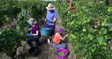 Vendanges : pourquoi les récoltes battent un record de précocité cette année