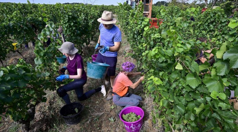 Vendanges : pourquoi les récoltes battent un record de précocité cette année