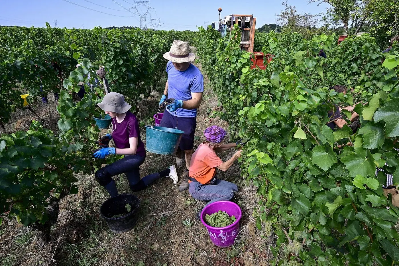 Vendanges : pourquoi les récoltes battent un record de précocité cette année