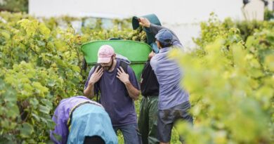 Vendanges précoces : des vignerons déplorent le manque de main-d’œuvre
