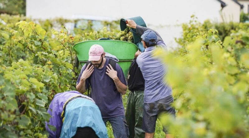 Vendanges précoces : des vignerons déplorent le manque de main-d’œuvre