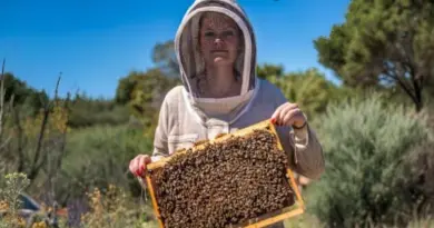 Charlotte Raymont La Fare apicultrice abeilles miel apiculteurs