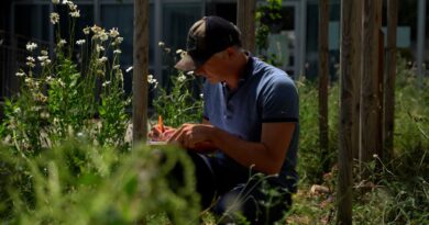 Vidéo. Canicule : mauvaises herbes à la rescousse