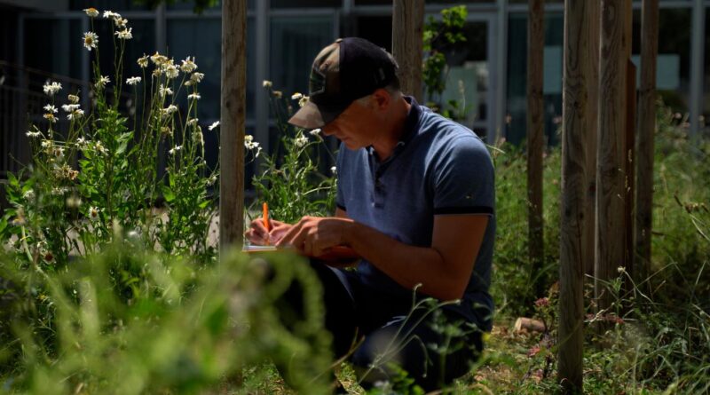 Vidéo. Canicule : mauvaises herbes à la rescousse