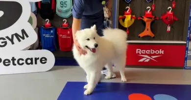 Vidéo. Shanghai lance le premier centre de fitness pour chiens en Chine