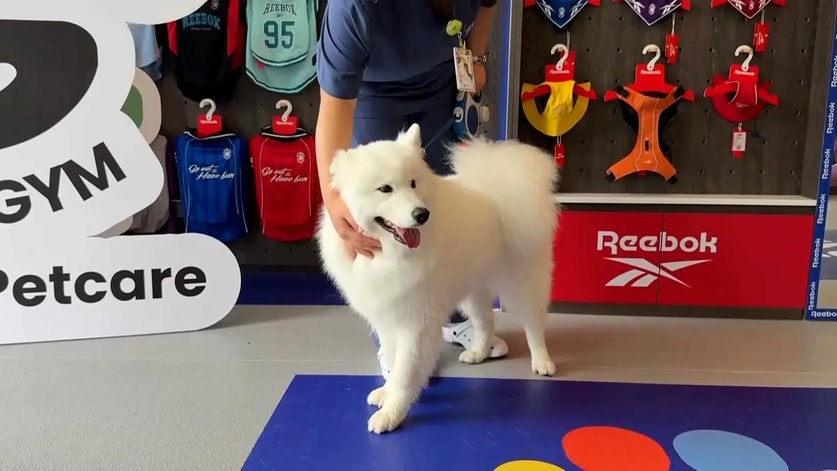 Vidéo. Shanghai lance le premier centre de fitness pour chiens en Chine