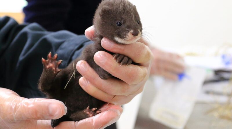 Vison d’Europe : le pari de la réintroduction d’une espèce aux portes de l’extinction
