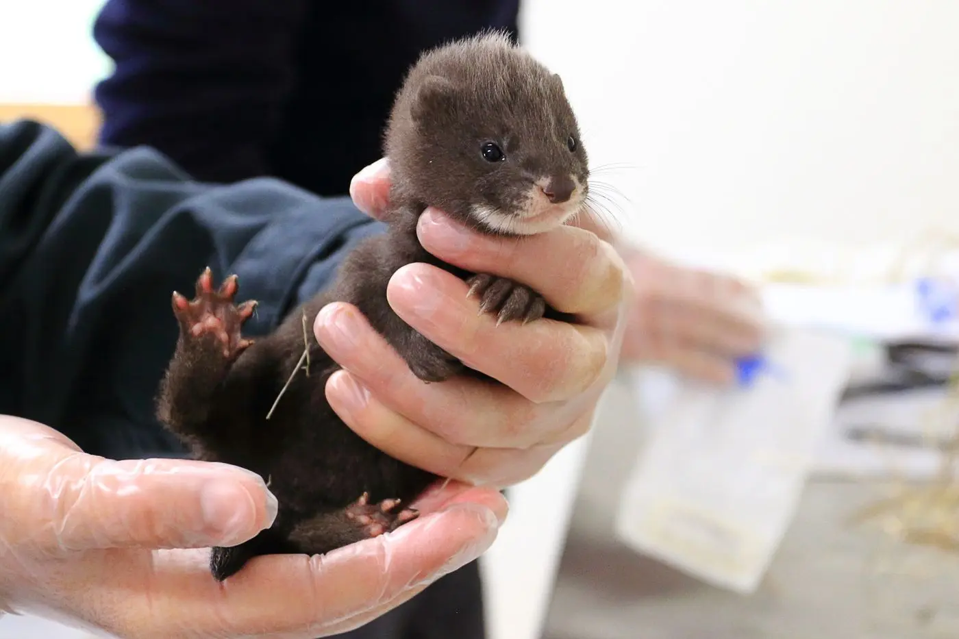 Vison d’Europe : le pari de la réintroduction d’une espèce aux portes de l’extinction