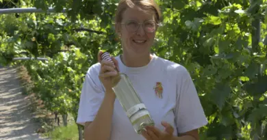 Viticulture. Le müller-thurgau, ce cépage de contrebande devenu un vin de renommée internationale