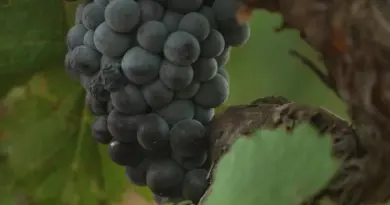 Viticulture : les vendanges de plus en plus précoces sont lancées dans le Var