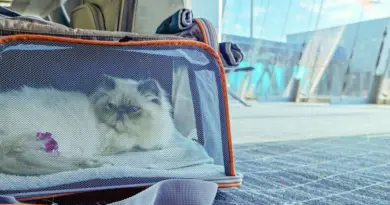 Voiture, train, avion : comment préparer nos animaux aux longs trajets ?
