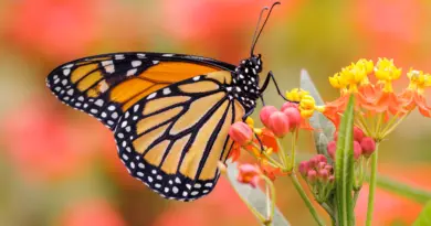 An image of a monarch butterfly on bright flowers