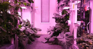 A series of plants are kept under purple grow lights in plastic shelves.