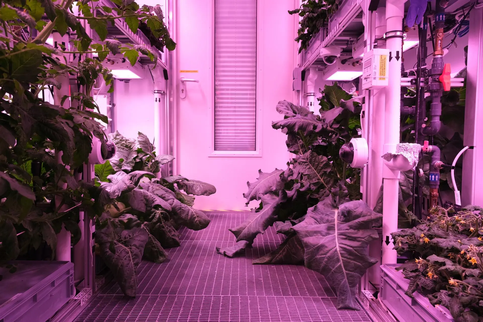 A series of plants are kept under purple grow lights in plastic shelves.