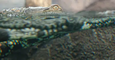 Zoo de Mulhouse. Dans le nouvel espace Horizon Afrique, le faux gavial, un crocodile au nez fin