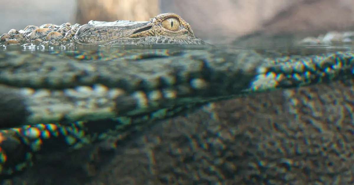 Zoo de Mulhouse. Dans le nouvel espace Horizon Afrique, le faux gavial, un crocodile au nez fin