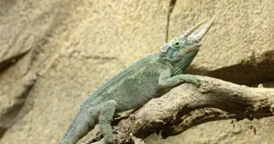 Zoo de Mulhouse. Un caméléon doté de cornes dans le nouvel espace Horizon Afrique