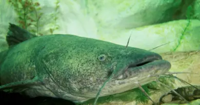 découvrez la passion de la pêche au poisson-chat en arkansas : les meilleurs spots, conseils pratiques et curiosités sur cette activité incontournable de l'état américain.