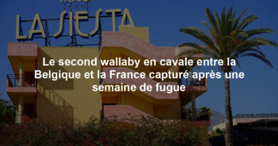 Le second wallaby en cavale entre la Belgique et la France capturé après une semaine de fugue