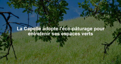 La Capelle adopte l'éco-pâturage pour entretenir ses espaces verts