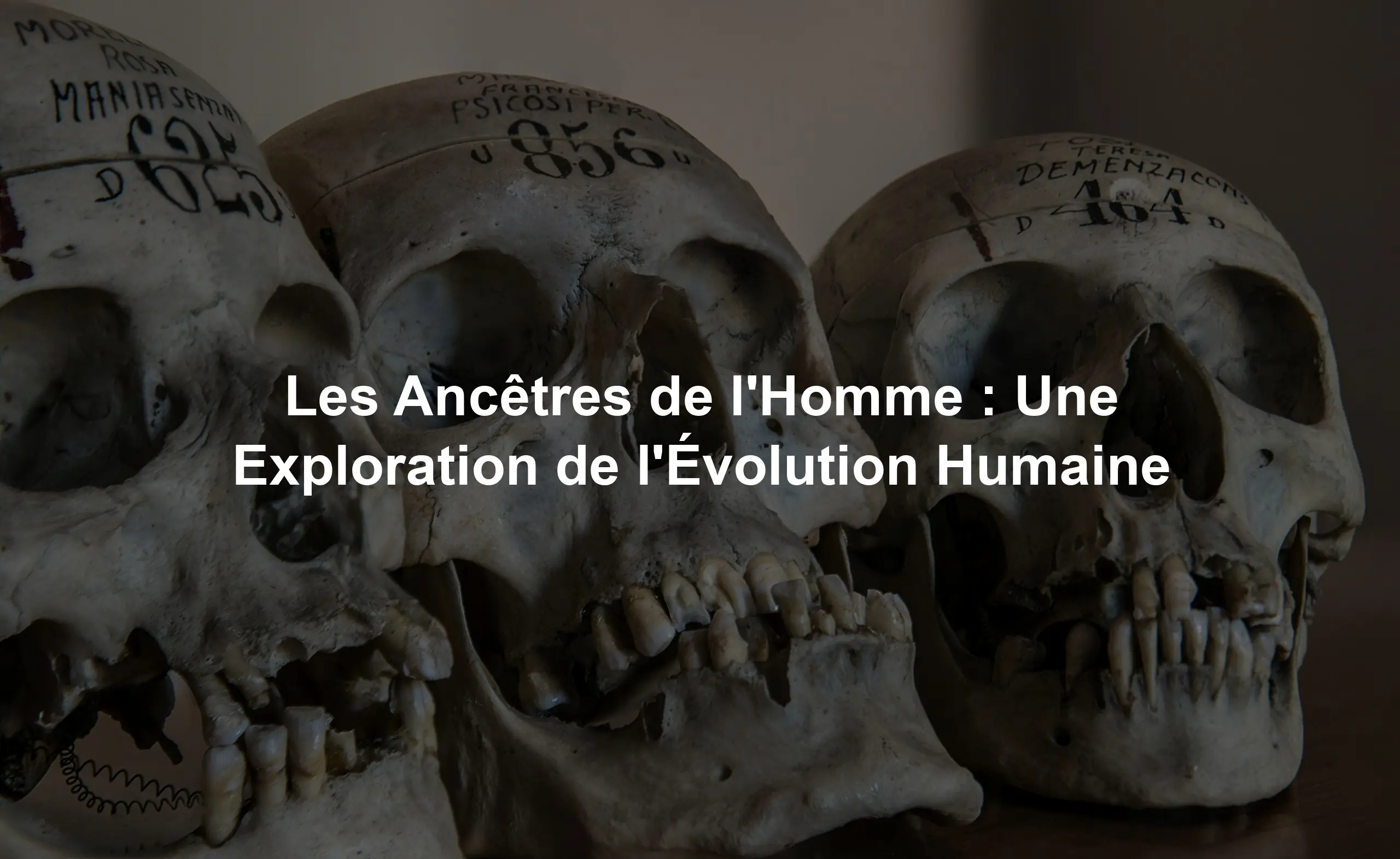 Les Ancêtres de l'Homme : Une Exploration de l'Évolution Humaine