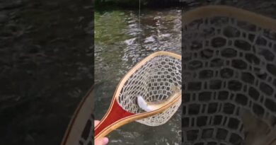 magnifique truite #bass #fish #fishing #poisson #lure #nature #peche #trout #troutfishing #truite