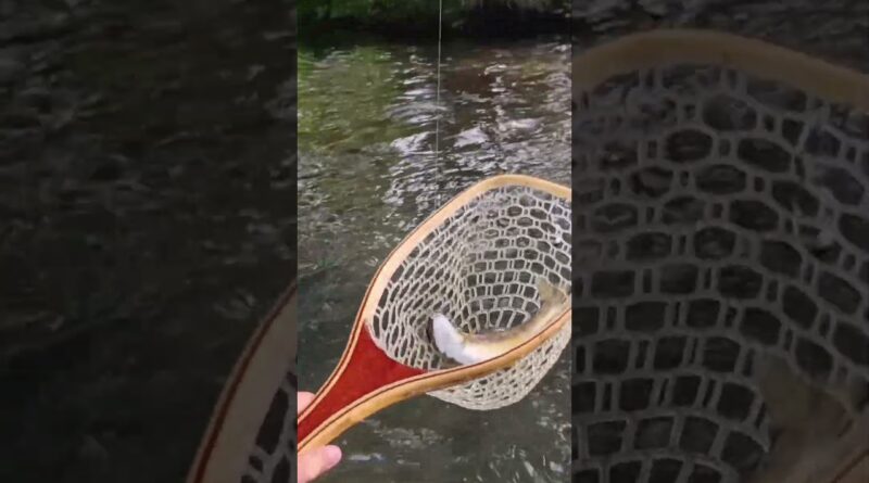 magnifique truite #bass #fish #fishing #poisson #lure #nature #peche #trout #troutfishing #truite