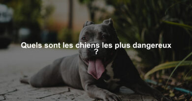 Quels sont les chiens les plus dangereux ?