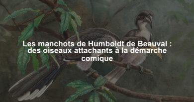 Les manchots de Humboldt de Beauval : des oiseaux attachants à la démarche comique