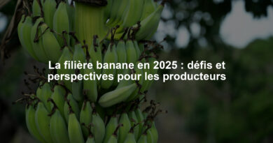 La filière banane en 2025 : défis et perspectives pour les producteurs