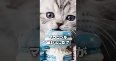 マカロンが飛び出した!? 🐾 - ASMR