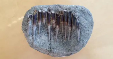 150-million-year-old teeth expose dinosaurs’ secret diets