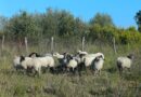 LIFE WILD BEES – Rendez-vous de la Biodiversité avec le PNR Médoc