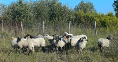 LIFE WILD BEES – Rendez-vous de la Biodiversité avec le PNR Médoc