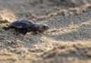 A Argelès et au Barcarès, les œufs des tortues caouannes sur le point d'éclore  - ici