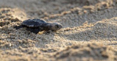 A Argelès et au Barcarès, les œufs des tortues caouannes sur le point d'éclore  - ici