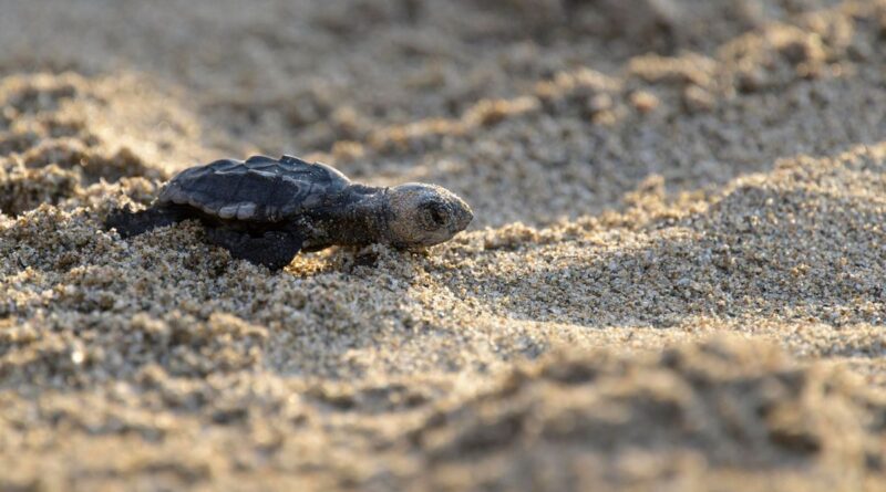 A Argelès et au Barcarès, les œufs des tortues caouannes sur le point d'éclore  - ici