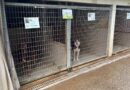 À Auxerre, la SPA 89 manque de nourriture pour ses chiens - ici