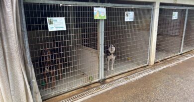 À Auxerre, la SPA 89 manque de nourriture pour ses chiens - ici
