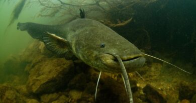 À la poursuite de Bennie, le monstre débonnaire du lac de Garde