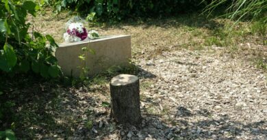 Abattage de l’arbre hommage à Ilan Halimi à Epinay-sur-Seine : deux jumeaux écroués